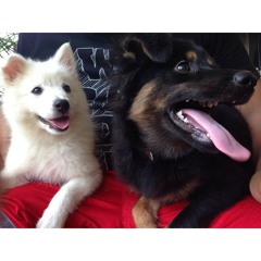 Cactus in The Valley (with Dave Mercado) (Lights Cover)