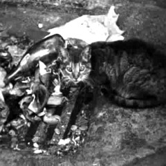 musica indisponente per i gatti di Nizza di Jean Vigo