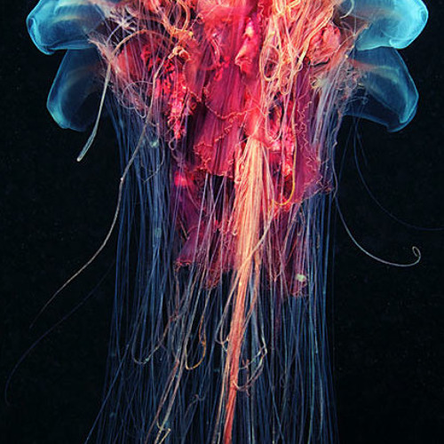 PsyWobbler