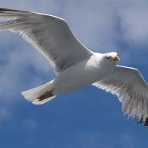 Stream Specialist Flying Seagle By Specialoso Illyance Listen Online For Free On Soundcloud