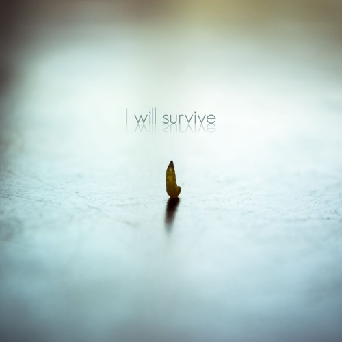 J2 Ft Blu Holiday - I will survive )