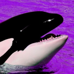 It's Shamu! ['Diana Ross - It's Your Move' Remix]