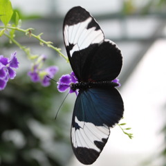 Papillons