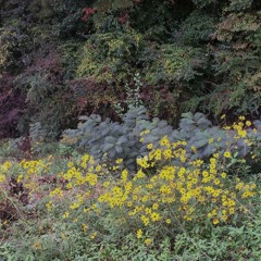 Caroline Says ~ "Untitled"