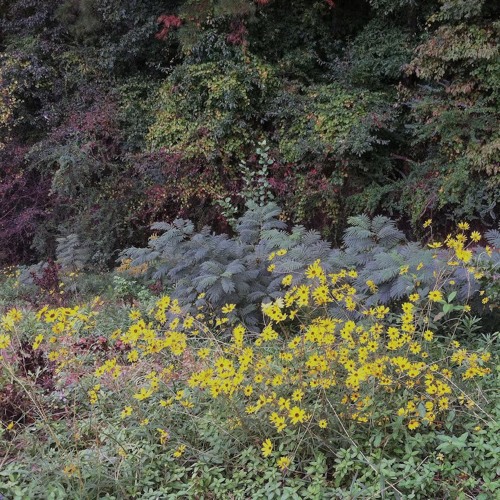 Caroline Says ~ "Untitled"