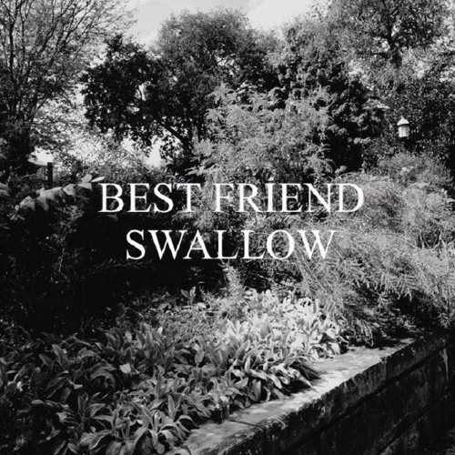 Best Friend - Swallow
