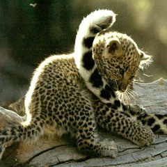 Ivan Leopardo - I (feat. Kanye West, Fredy Mercury & Jan $olO)