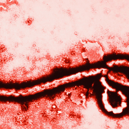 EBOLA