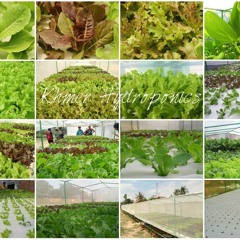 បន្លែ​​ដាំ​​លើ​​ទឹក​ខ្មែរ ​មាន​តំលៃ​ខ្ពស់​ហើយ ​ហើយ​មាន​ទីផ្សារ​ល្អ​ថែម​ទៀត​ផង