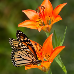 Lily and Monarch from Silent Awakening