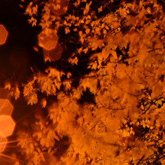 autumn nights (pt. 1)