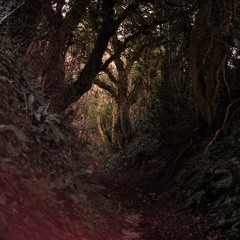 the Minimal Forest