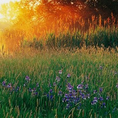 Frühlingsstimmung