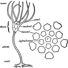 Crinoid