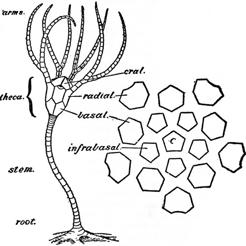 Crinoid