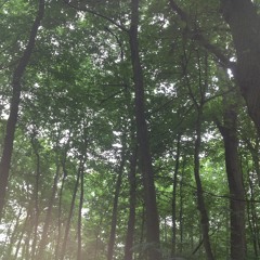 Dark Forest Game Soundtrack. Taana Rose