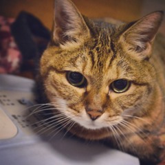 ねこのきもち Part.3
