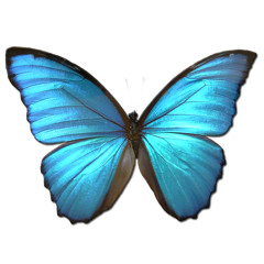 Blue Morpho
