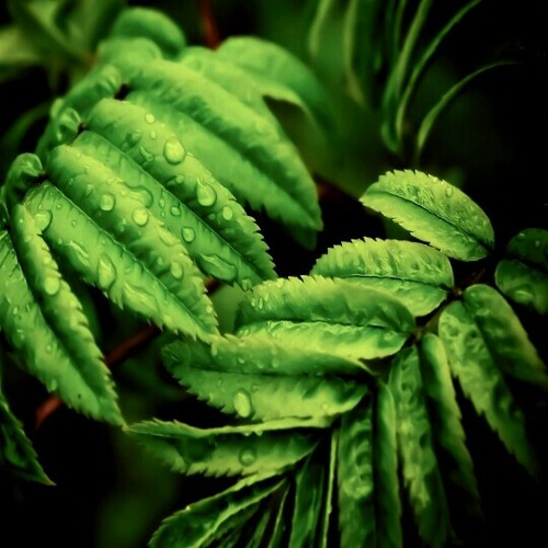 صوت جميل  at القرآن الكريم