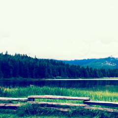 dat tree with sweet apples