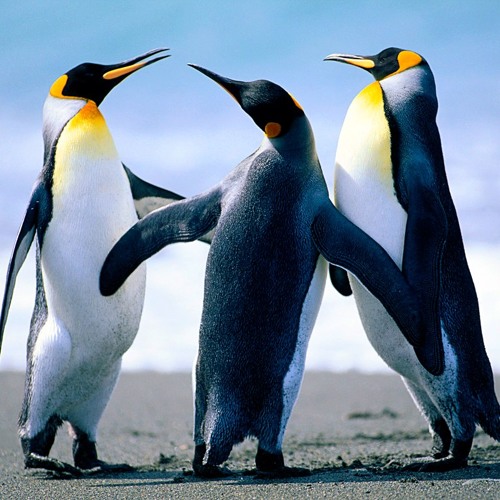 Pinguin Dance Original By Abram Eid Pinguin Dance Original By Abram Eid