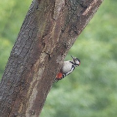 Woodpecker