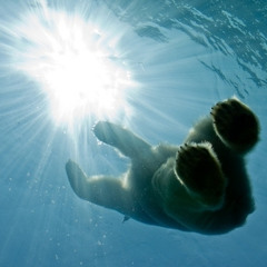 Der Eisbär Mit Dem Telefon (excerpt)