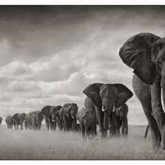 Earsophonic - walking with elephants . part2