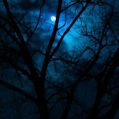 Sacred Nights (Dark/Forest Psychedelic Trance)