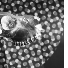 MUSIC FOR FASHION SHOWS