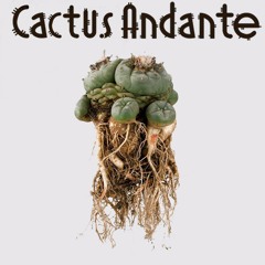Cactus Andante - Como Sera