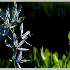 FIELDNOTES: I report on a secret reserve of CAMAS LILIES