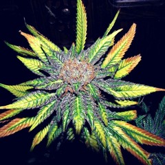 El Grifo Del Mic - NoseckEmeErre