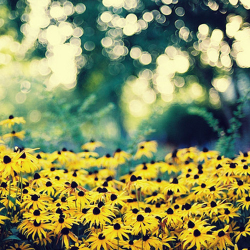 The Life That I Have