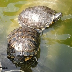 pangako (cueshe) testing lng ^_^