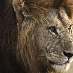 Lay Me Down - Sam Smith(Epique Remixed)