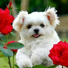 Dawn Golden - All I Want (slowed)