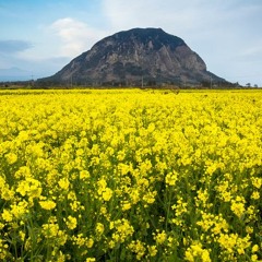 (여유,훈훈,달달,신남,동심)Kuricorder+Quartet+ - +朝、江の島