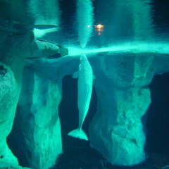 Beluga's swamp