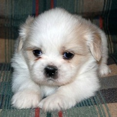 Toki ShihTzu MixTape