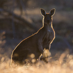 Kangaroo Jumping - Wyperfeld NP, Victoria, Australia