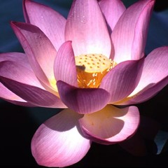 Song ca Trí Nhân - Mai Thảo