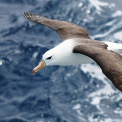 ALBATRAUZ
