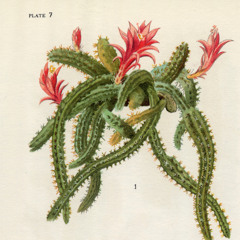 Art Ebb Lull Us - Played by Skream on BBC Radio 1