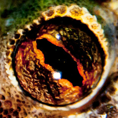 GecKo - Spell It [CLIP] (FREE 1.5K EP)