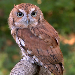 Owl Quiz