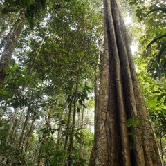 Hinos de Louvor a Natureza