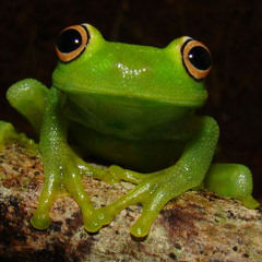 MC ENTO - CHUVA DE PERERECA_MUSICA NOVA 2015 NEW VERSAO ( GAME OVER PRODUCOES)