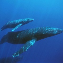 On The Backs of Whales
