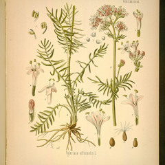 Valerian Root